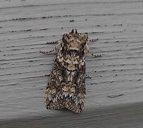 Ekgulhornspinnare (Polyploca ridens)