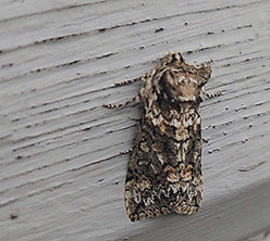 Ekgulhornspinnare (Polyploca ridens)