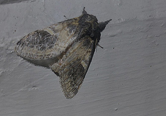 Piltandvinge (Notodonta ziczac)