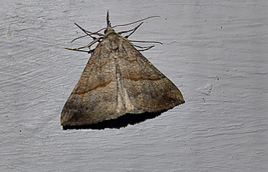 Brunstreckat nbbfly (Hypena proboscidalis)