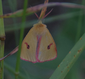 Moths in Sweden