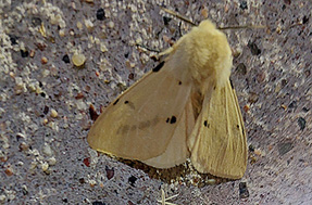 Gul tigerspinnare (Spilarctia lutea)