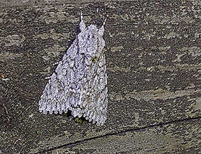Lönnaftonfly (Acronicta aceris)