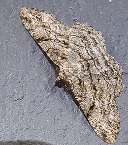 Ringad eklavmätare (Hypomecis punctinalis)
