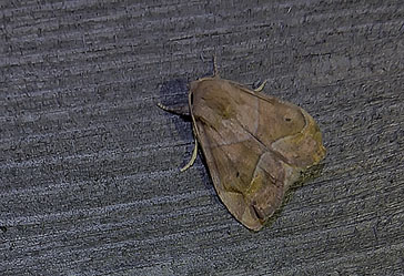 Ockragult rovfly (Cosmia trapezina)