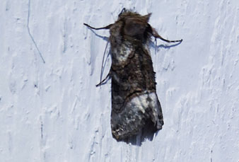 Grönvitt nässelfly (Abrostola tripartita)