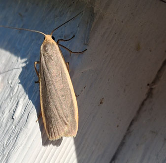 Mörkgrå lavspinnare (Eilema complanum)