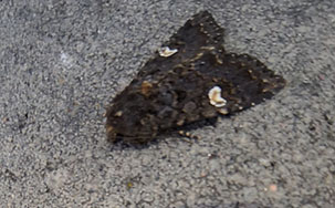 Vitfläckigt lundfly (Melanchra persicariae)