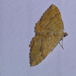 Gulvingad fältmätare (Camptogramma bilineata)