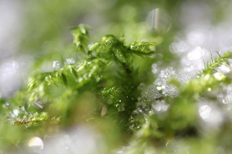 Moss Monster