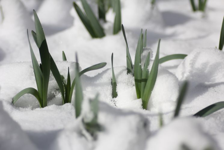 Daffodil Moguls