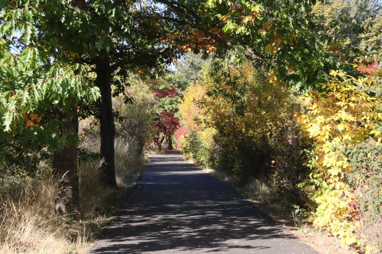 The Bike Path