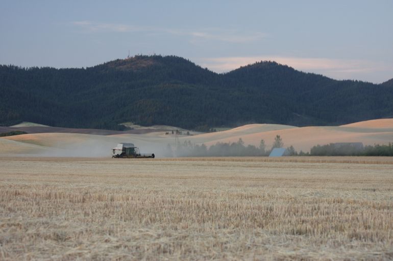 Palouse Wheat Harvest