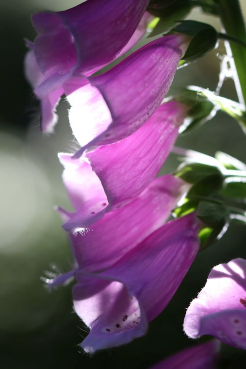 o12/13/867513/1/175584547.WqIowpo7.IMG_5686.JPG