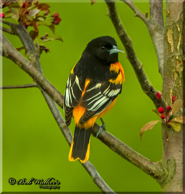 Male Baltimore Orioles Beautiful Coloring