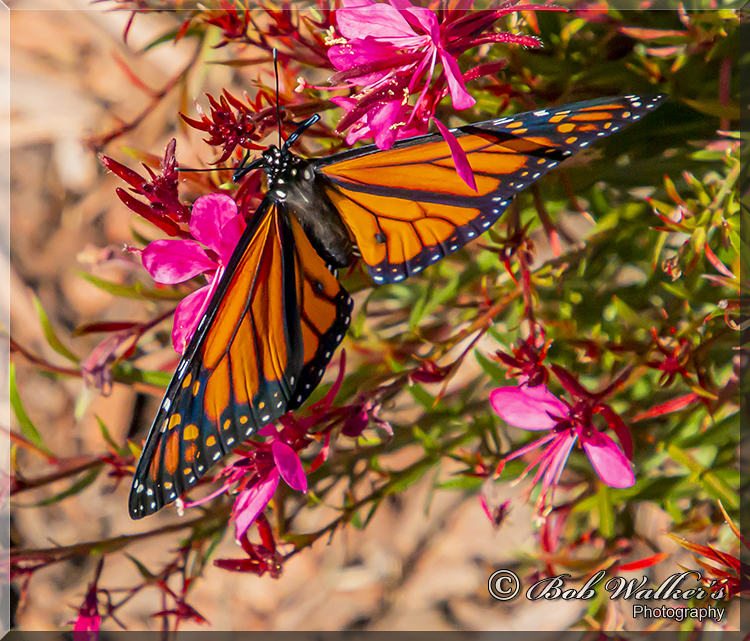 Male Monarch Butterfly