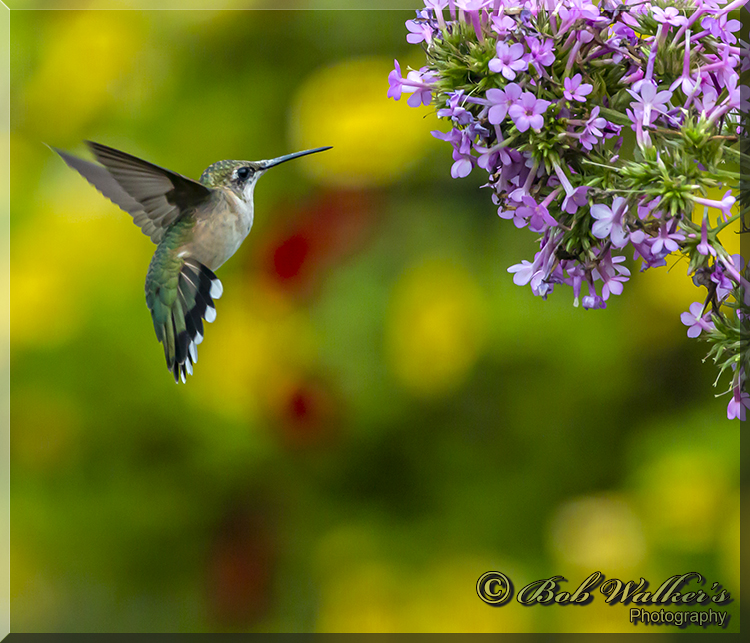 Female Ruby-throated Hummingbird