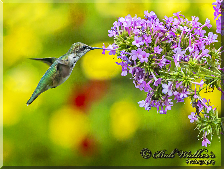 Female Ruby-throated Hummingbird