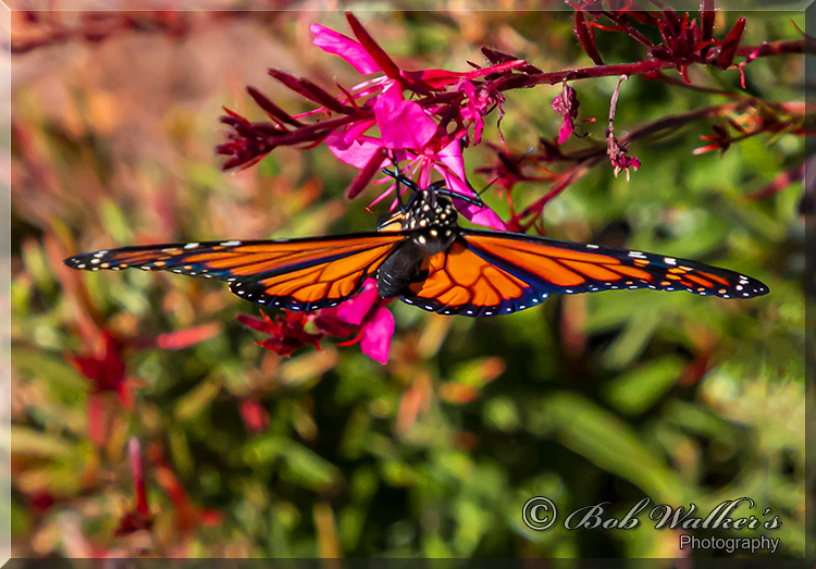 A Male Monarch Hanging Out