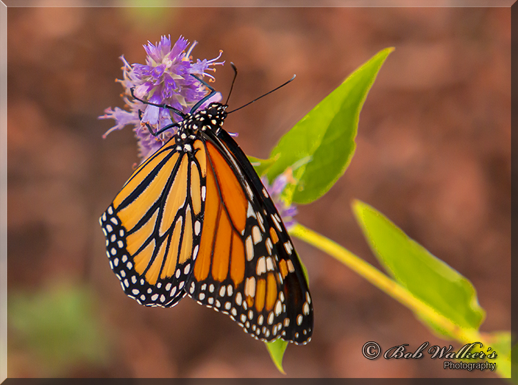 Monarch Sampling