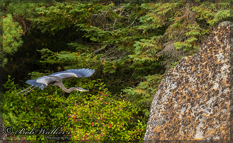 Blue Heron Heads To Turle Rock