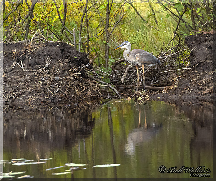 Blue Heron Visits Beaver Dam