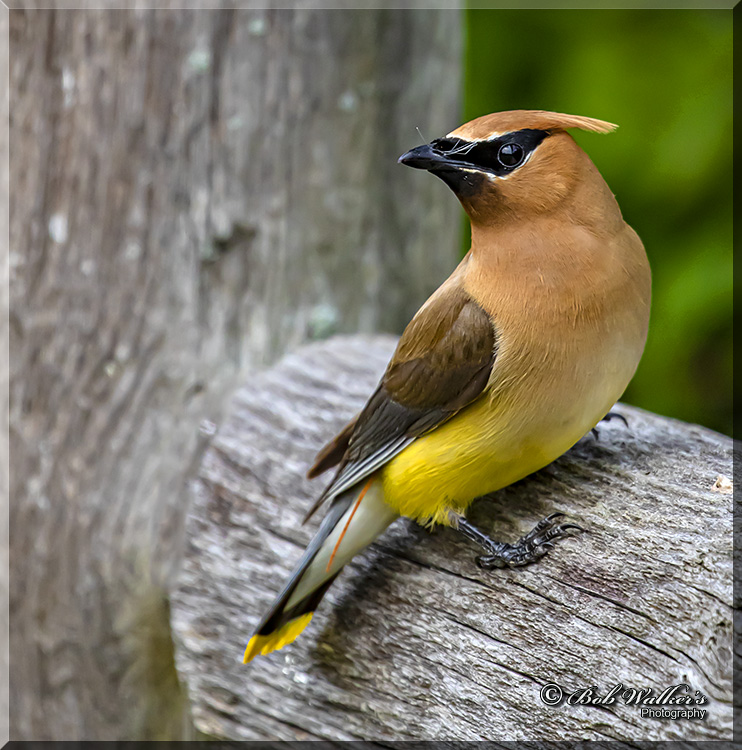 Cedar Waxwing Taking A Break To Eat