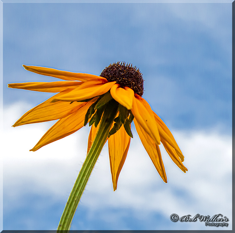 Black-eyed Susan #1 2020 For E-M.jpg