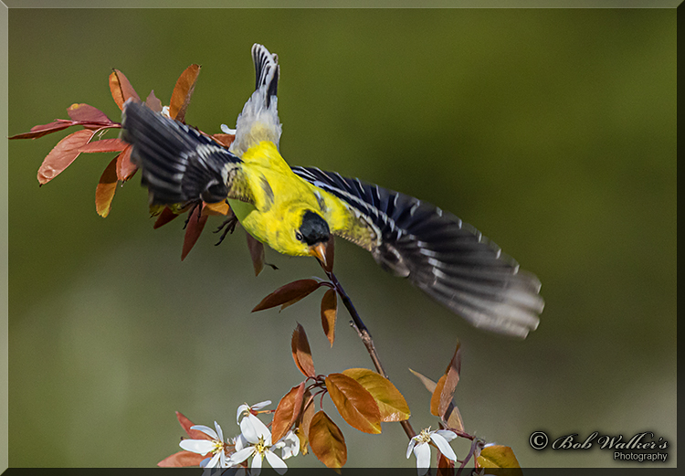 Gold Finch, They Dont Sit Still Long