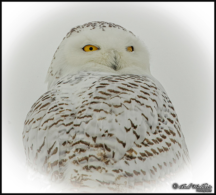 Portrait Of A Female Snowy Owl Taken Recently