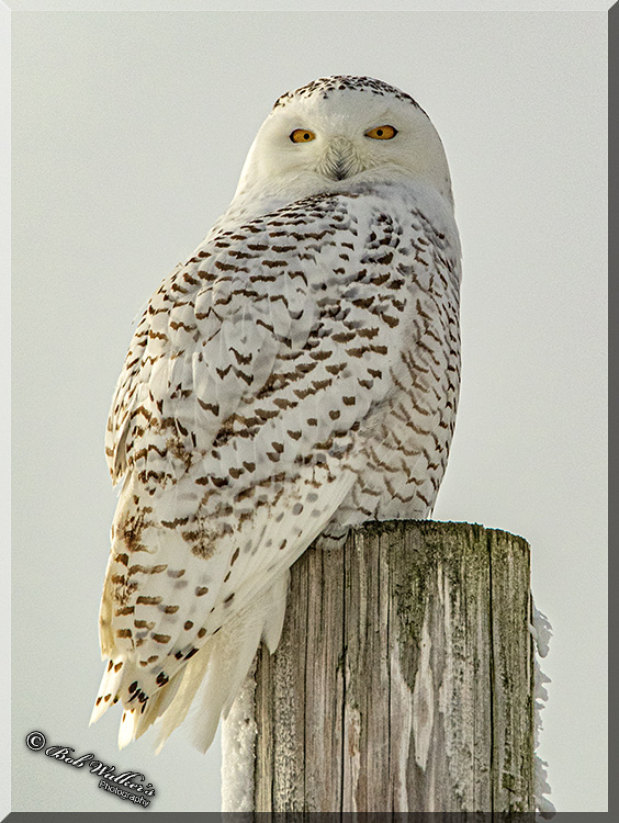 Snowy Owl On Its Lookout Perch