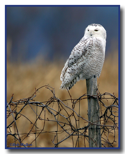 Snowy Owl On Fence #1