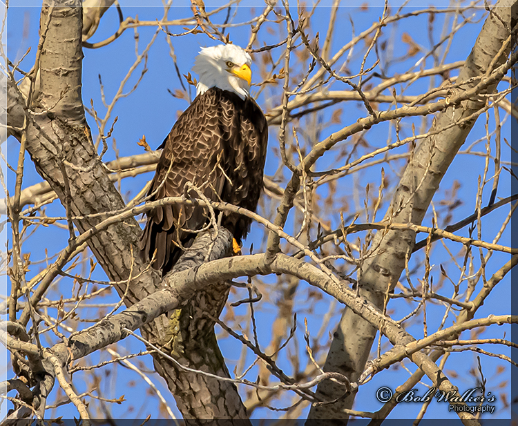 American Mature Bald Eagle Sometimes have An Attitude Like Others