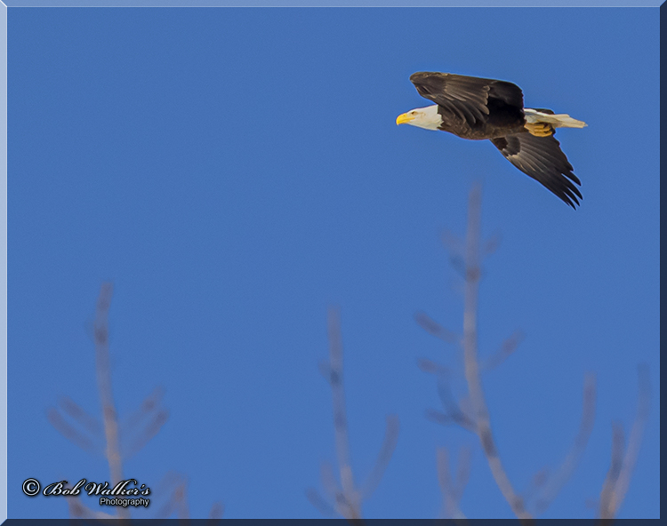 Mature Bald Eagle In Behind Mall Flying Majestically 