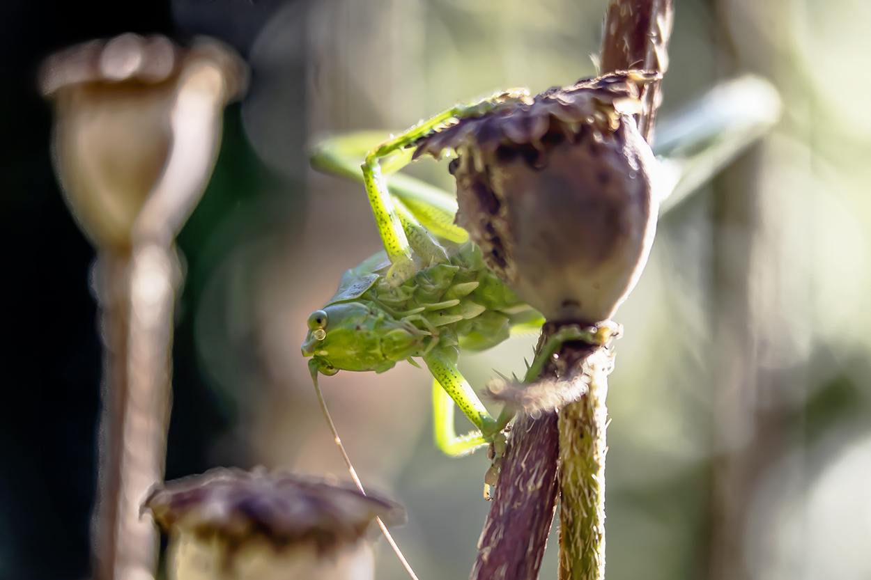 grasshopper