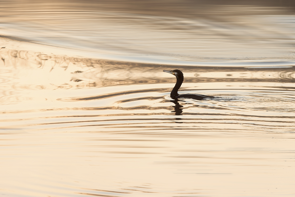Cormorant at dawn