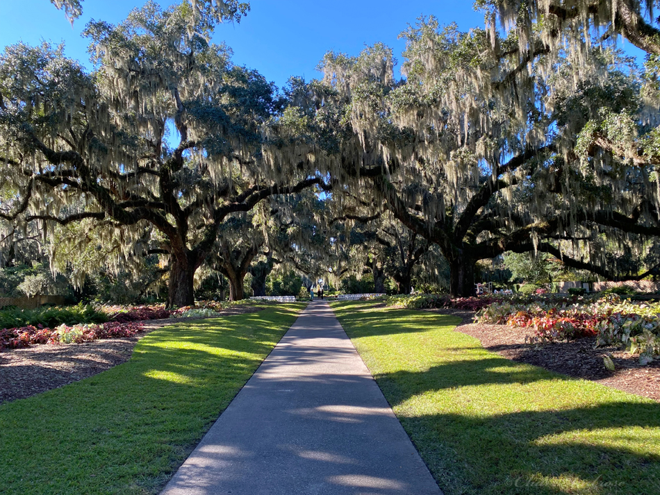 Live Oak Alley at Brookgreen Gardens
