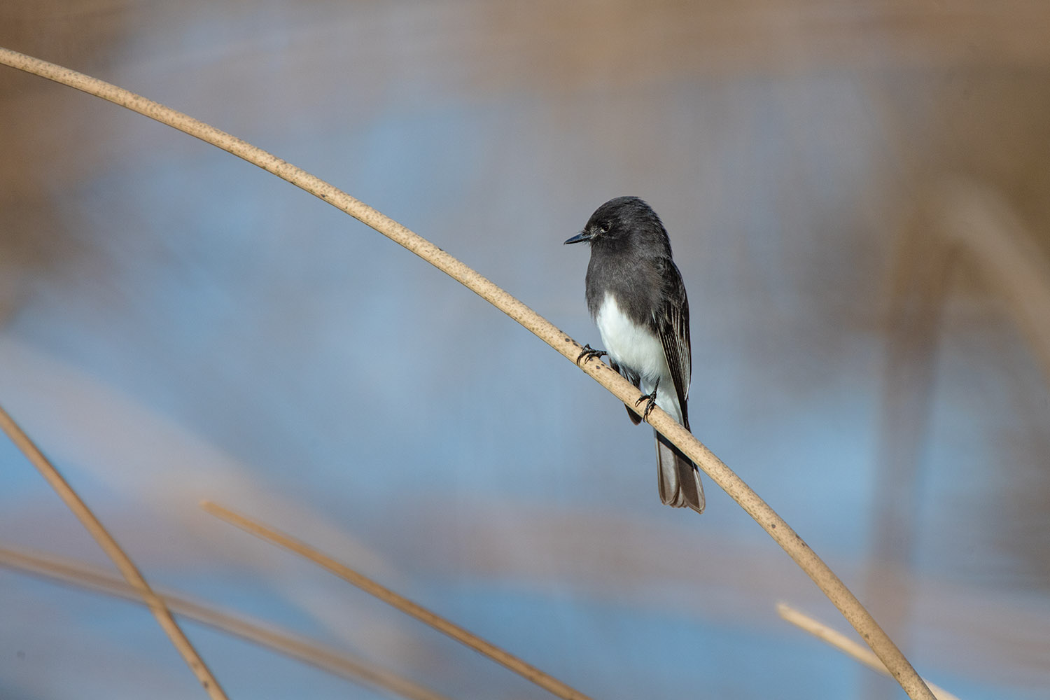 Black Phoebe