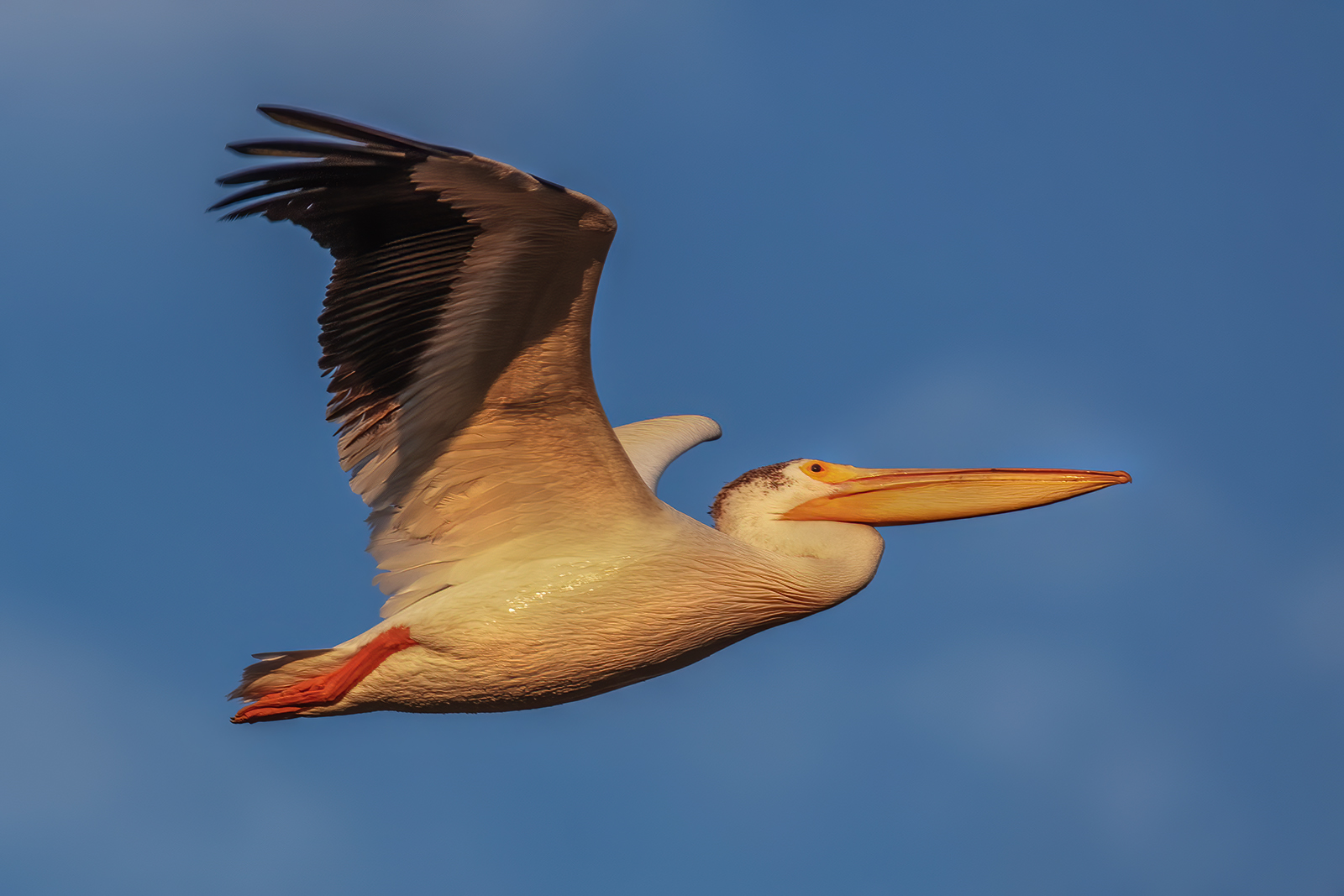 Pelican Flying in Morning Light