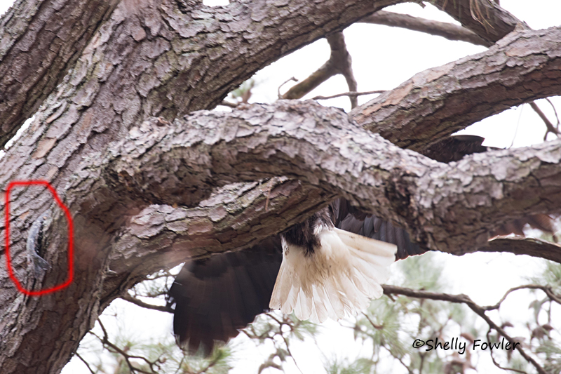 2-28-21 3409 fish in tree.jpg