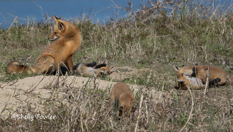 4-18-21 7460 Ft Monroe foxe and kits.jpg