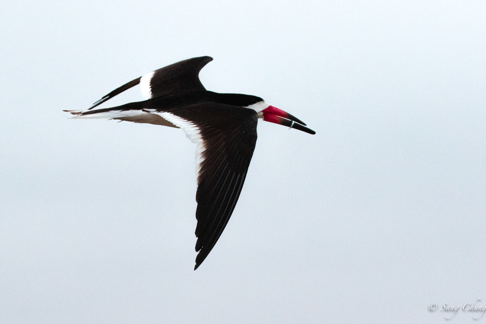 black skimmer