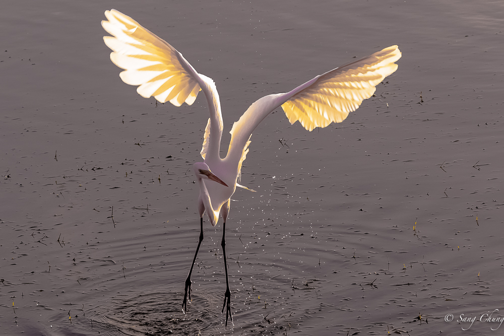 great egret in action