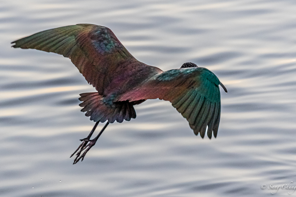 Ibis, Glossy