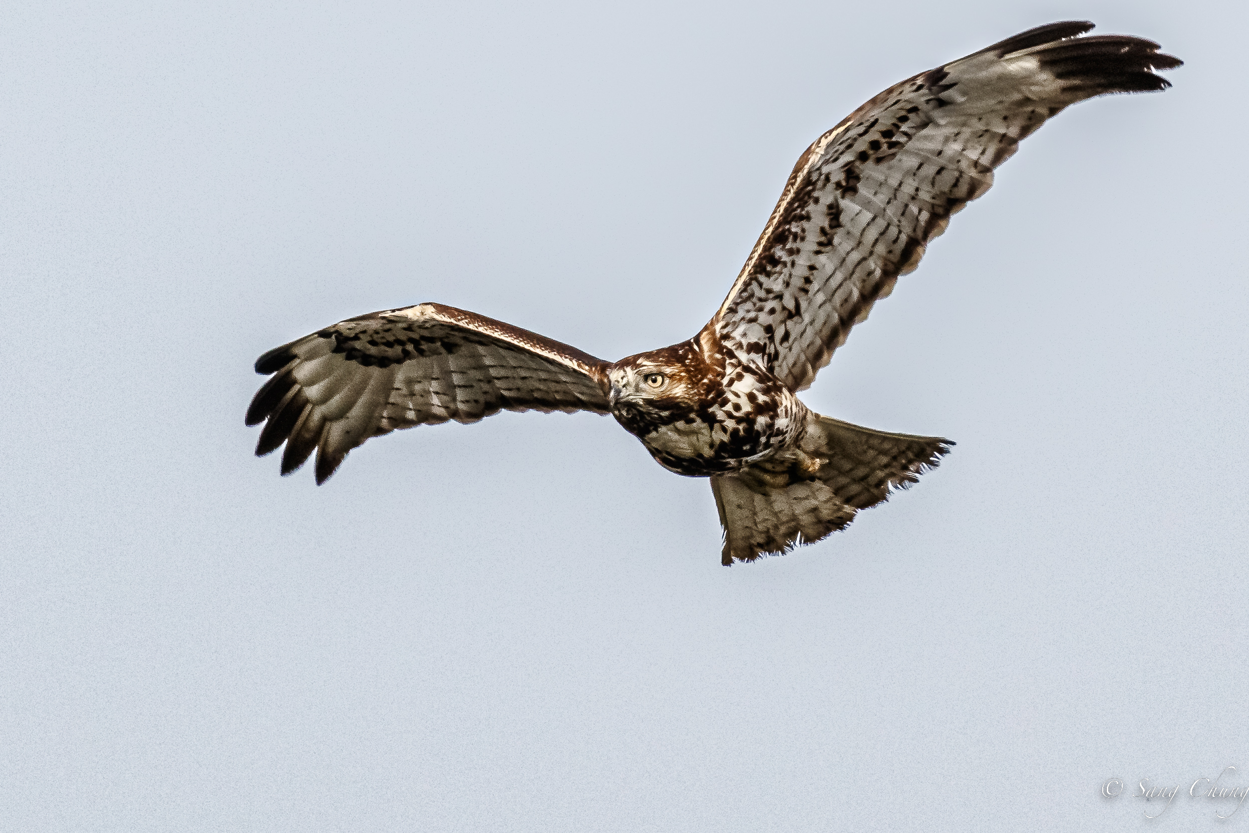 Brown Falcon(hawk)