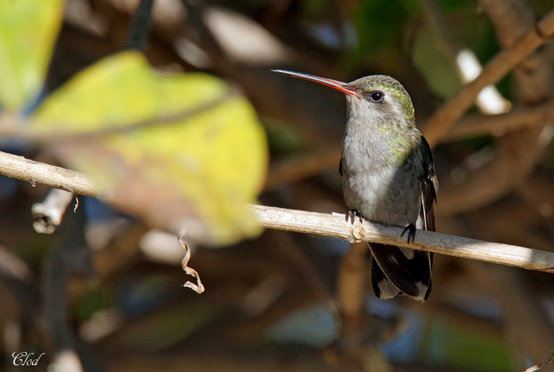 Colibri circ - Broad-billed Hummingbird (fem)