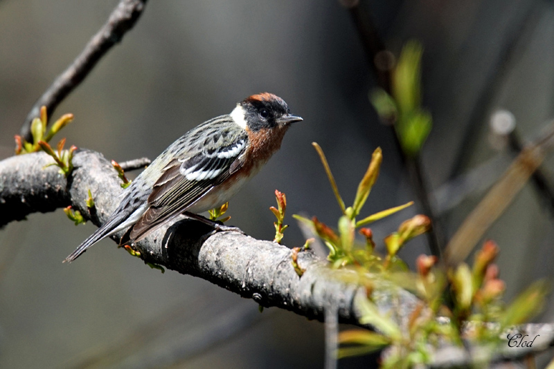 Paruline  poitrine baie - Bay-breasted warbler