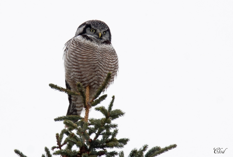pervire borale - Northern Hawk Owl