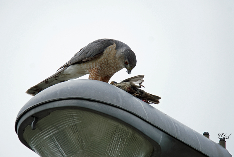 pervier de Cooper - Coopers Hawk