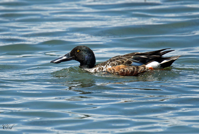 Canard souchet - Northern Shoveler